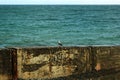 Sea Ã¢â¬â¹Ã¢â¬â¹gull Royalty Free Stock Photo